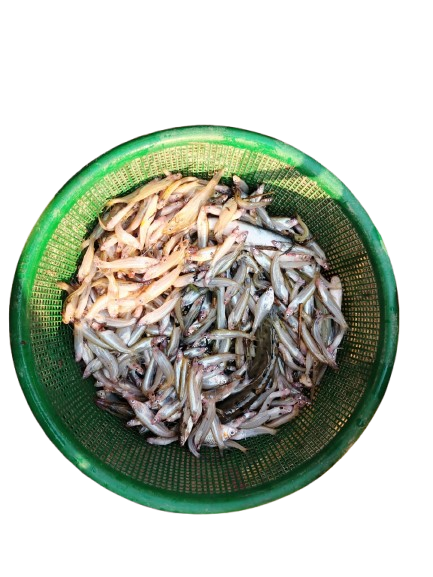 Patasi (পাতাশি মাছ)