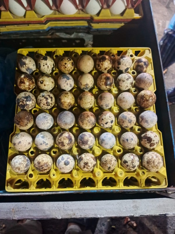 Koal (কোয়েল পাখির ডিম)