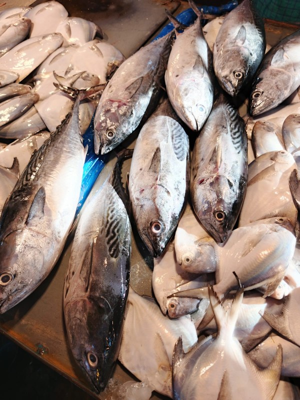 সামুদ্রিক মাছ